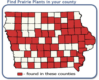 Find Prairie Plants in Iowa counties