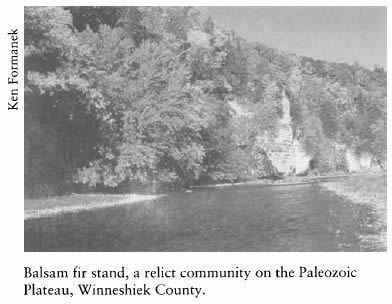 Iowa and Its Flora - Balsam fir stand, a relict community on the Paleozoic Plateau, Winneshiek County.