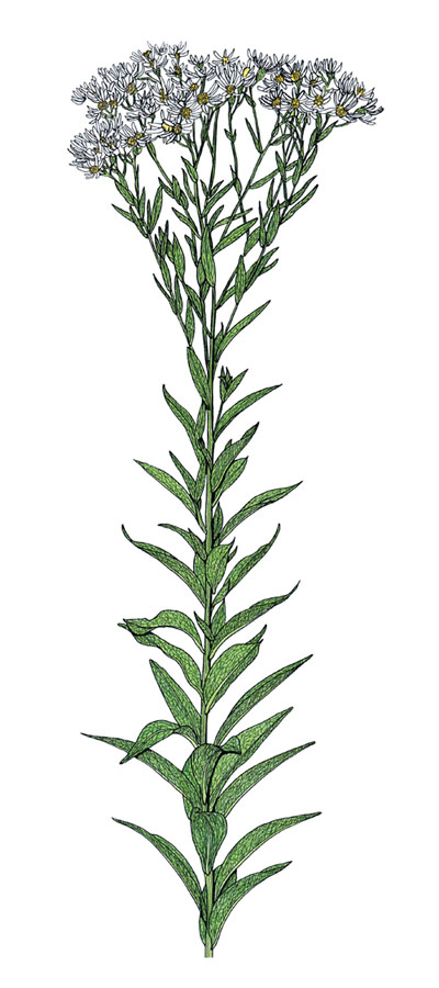 Prairie Plants of Iowa - Aster umbellatus Miller