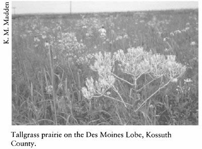 Iowa and Its Flora - Tallgrass prairie on the Des Moines Lobe, Kossuth County.