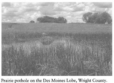 Iowa and Its Flora - Prairie pothole on the Des Moines Lobe, Wright County.