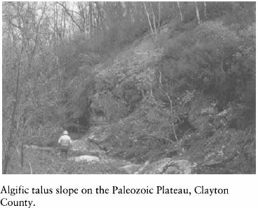 Iowa and Its Flora - Algific talus slope on the Paleozoic Plateau, Clayton County.